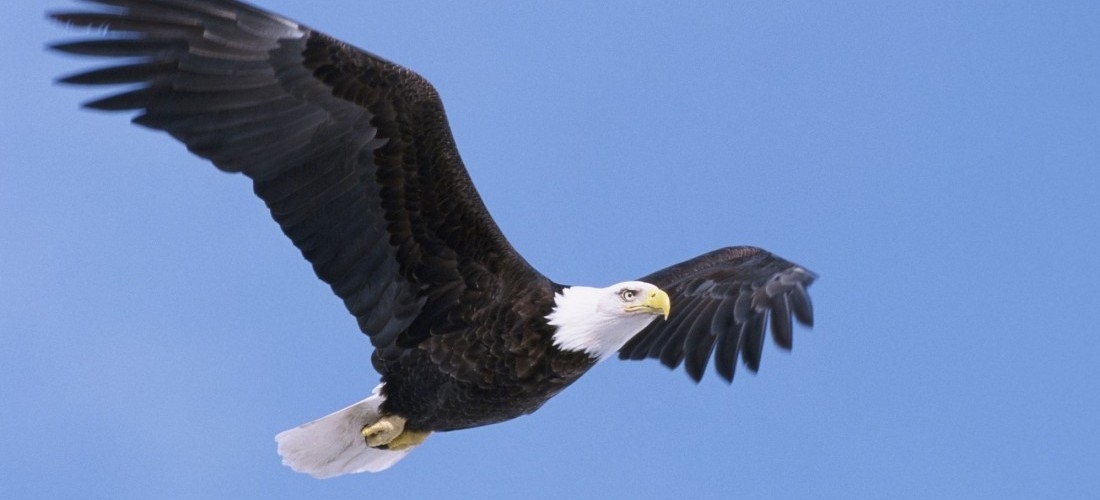 Report a Bald Eagle Sighting