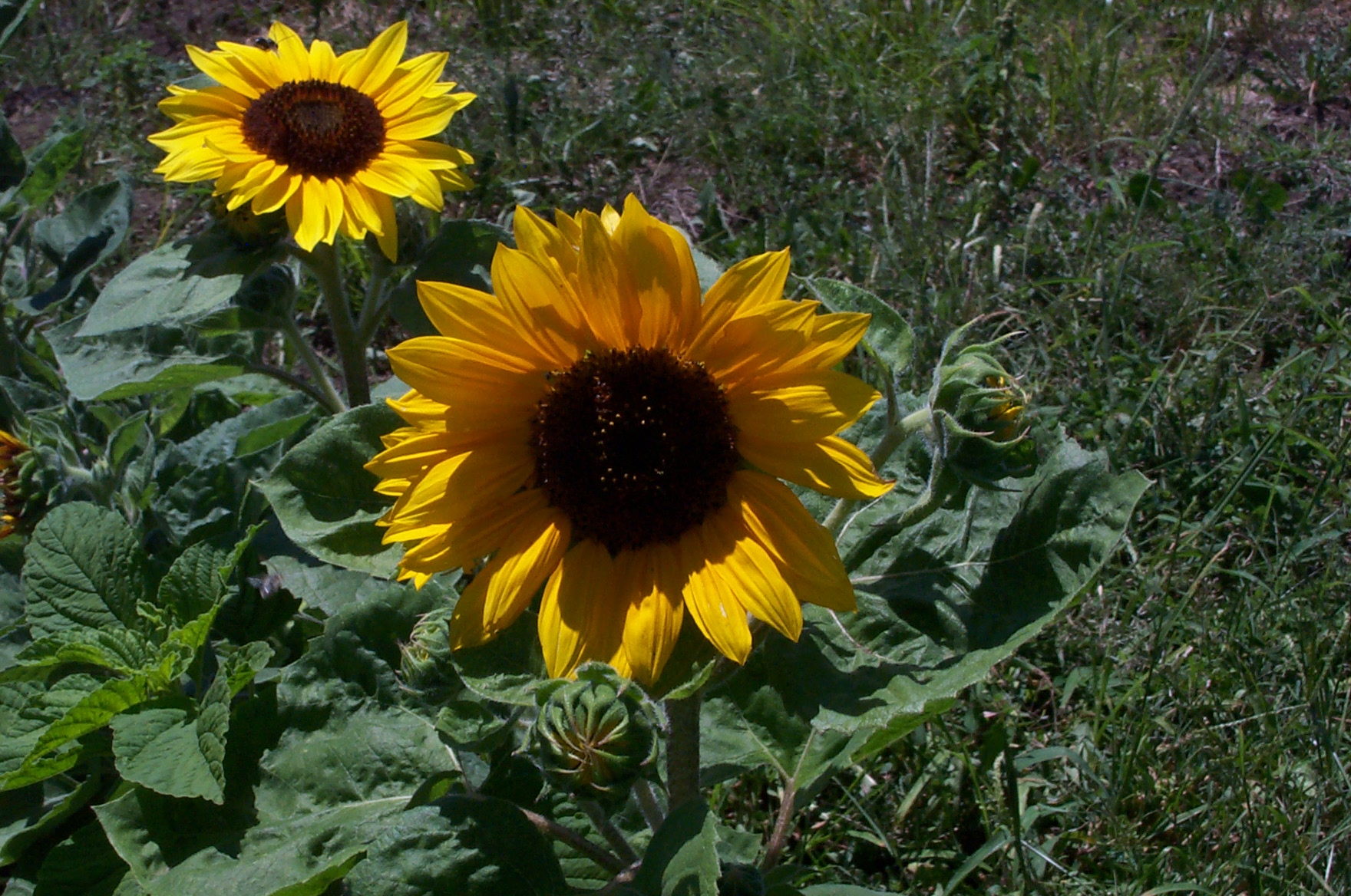 Community Garden