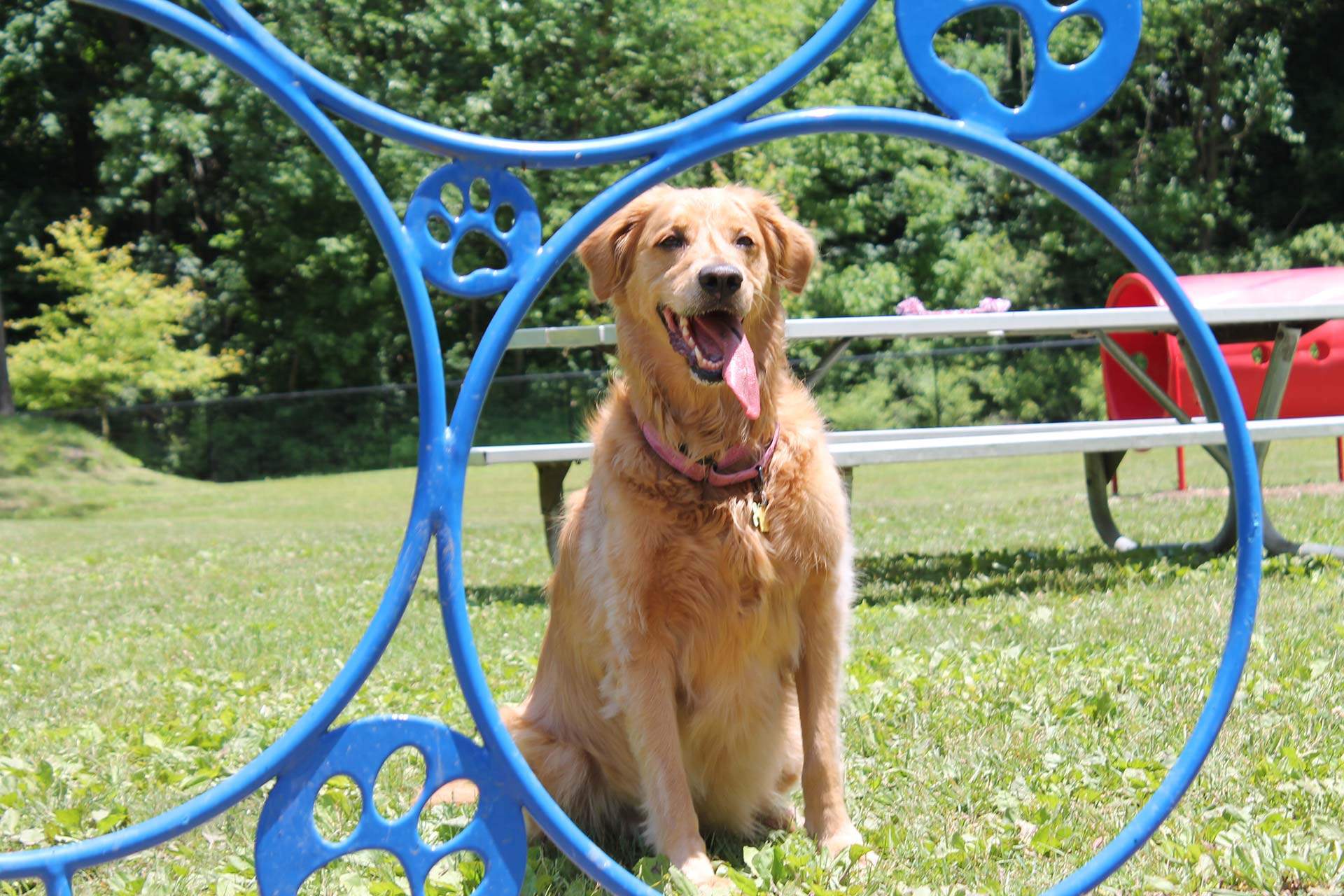 Dog Parks